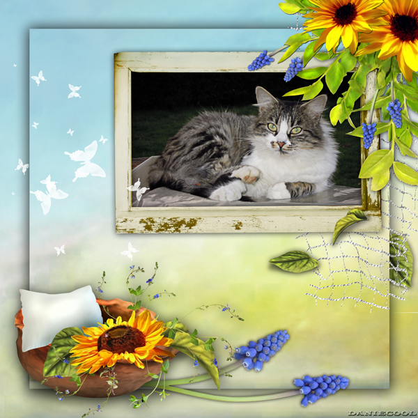 tournesol