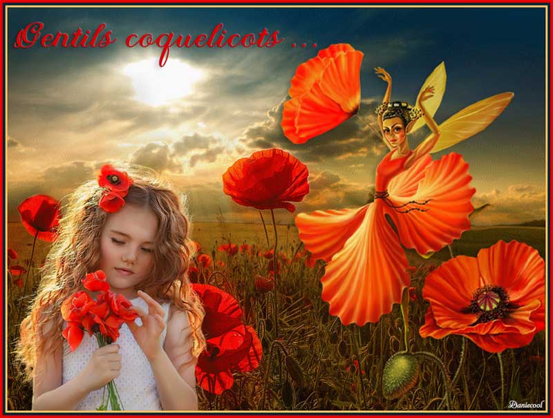 de jolies coquelicots